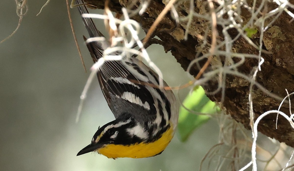 Yellow-throated Warbler - ML618634932
