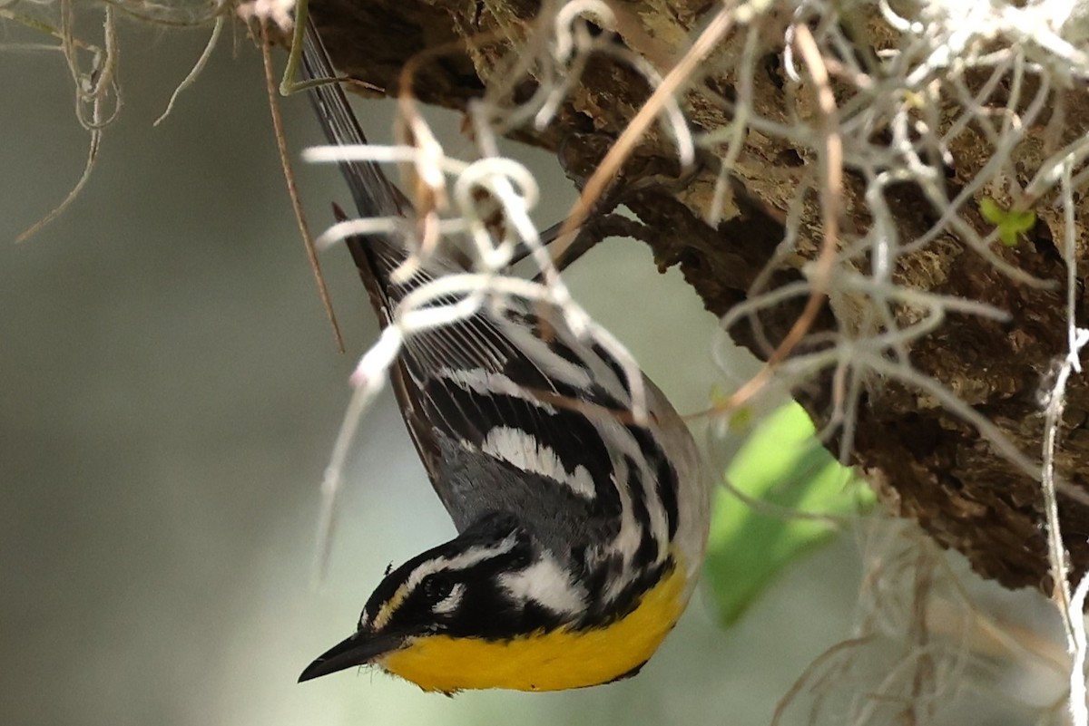 Yellow-throated Warbler - ML618634933