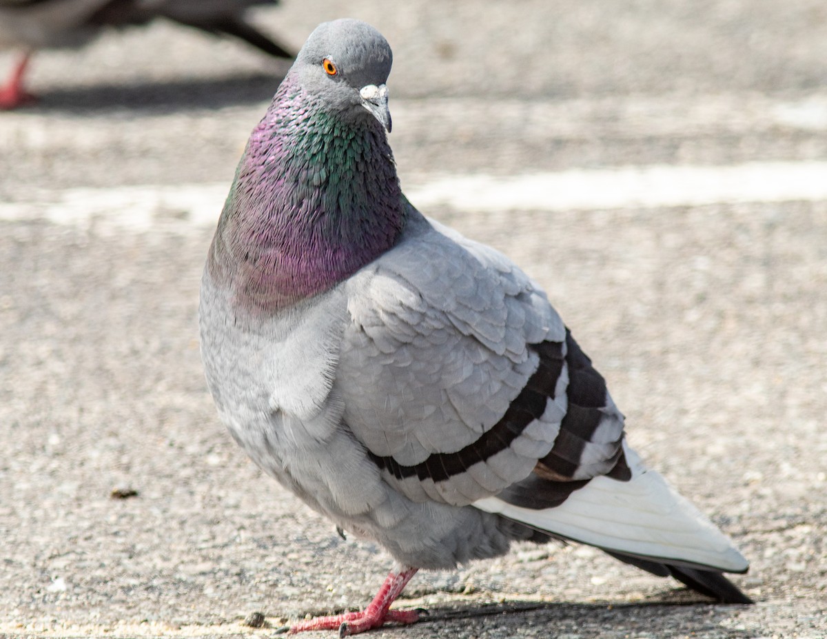 Rock Pigeon (Feral Pigeon) - ML618634949