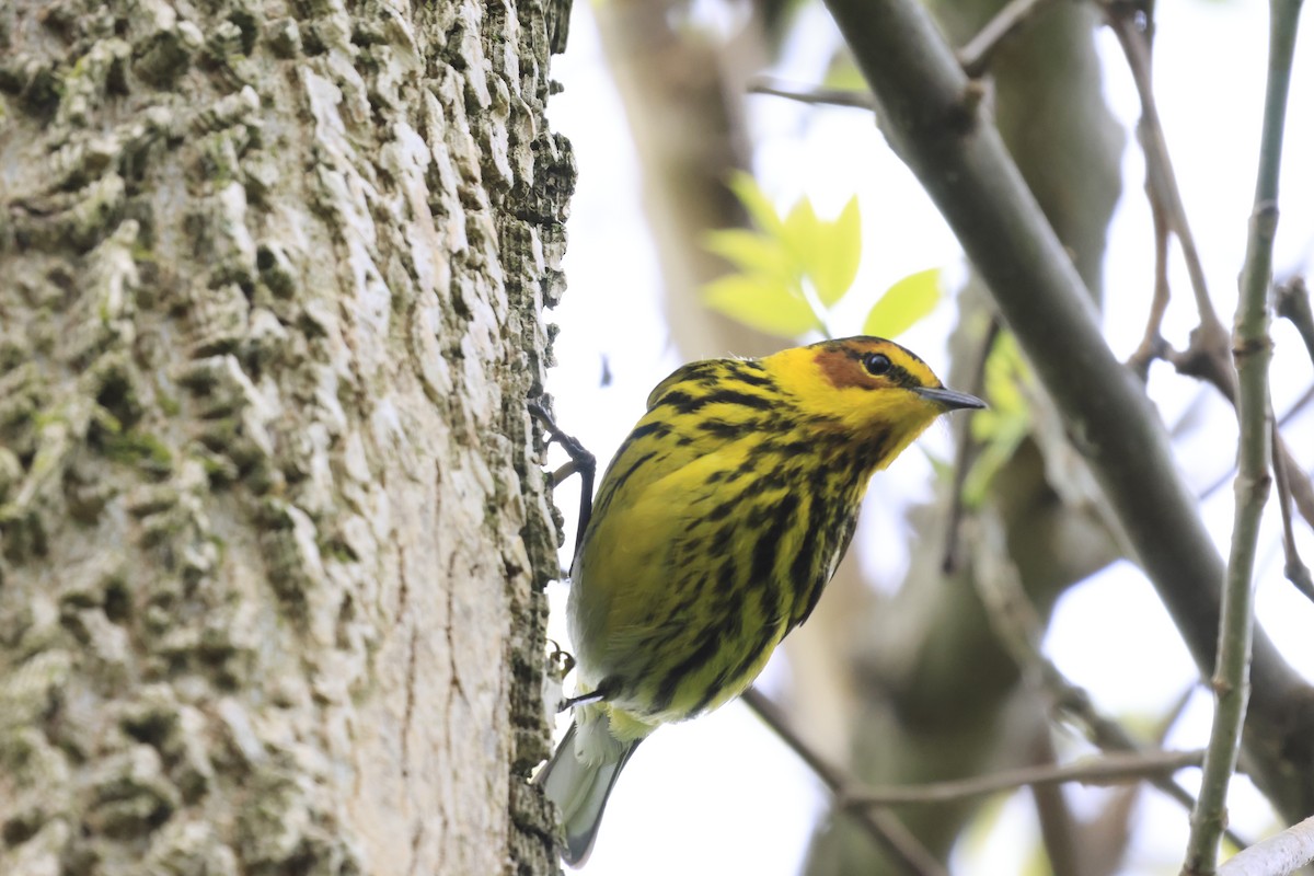 Cape May Warbler - ML618634951