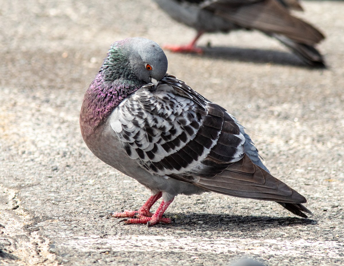 Rock Pigeon (Feral Pigeon) - ML618634955