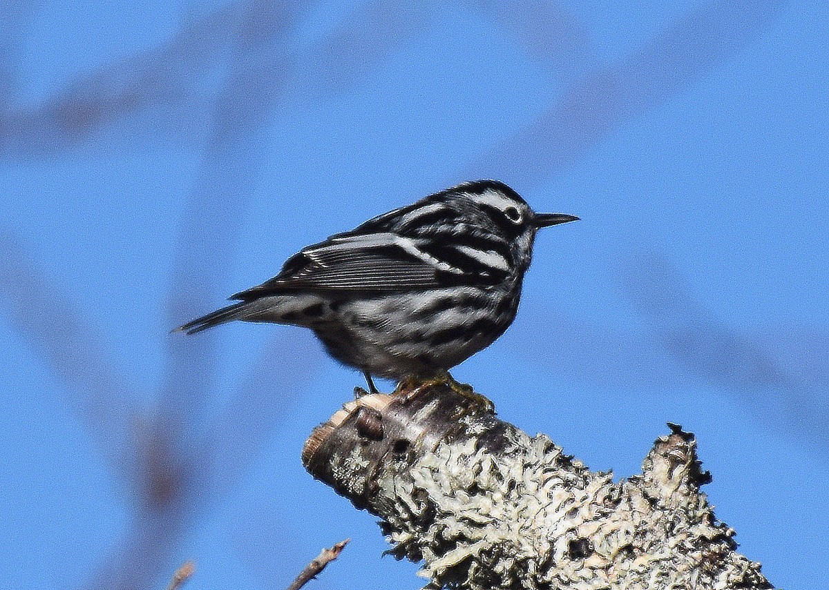 Black-and-white Warbler - ML618634971