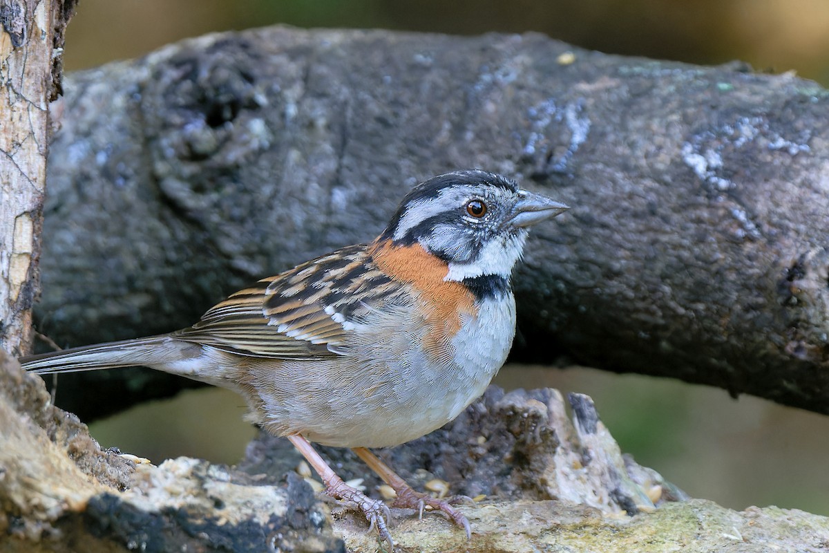 Rufous-collared Sparrow - ML618635003