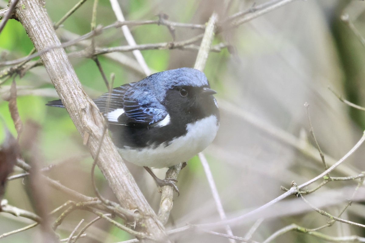 Black-throated Blue Warbler - ML618635019