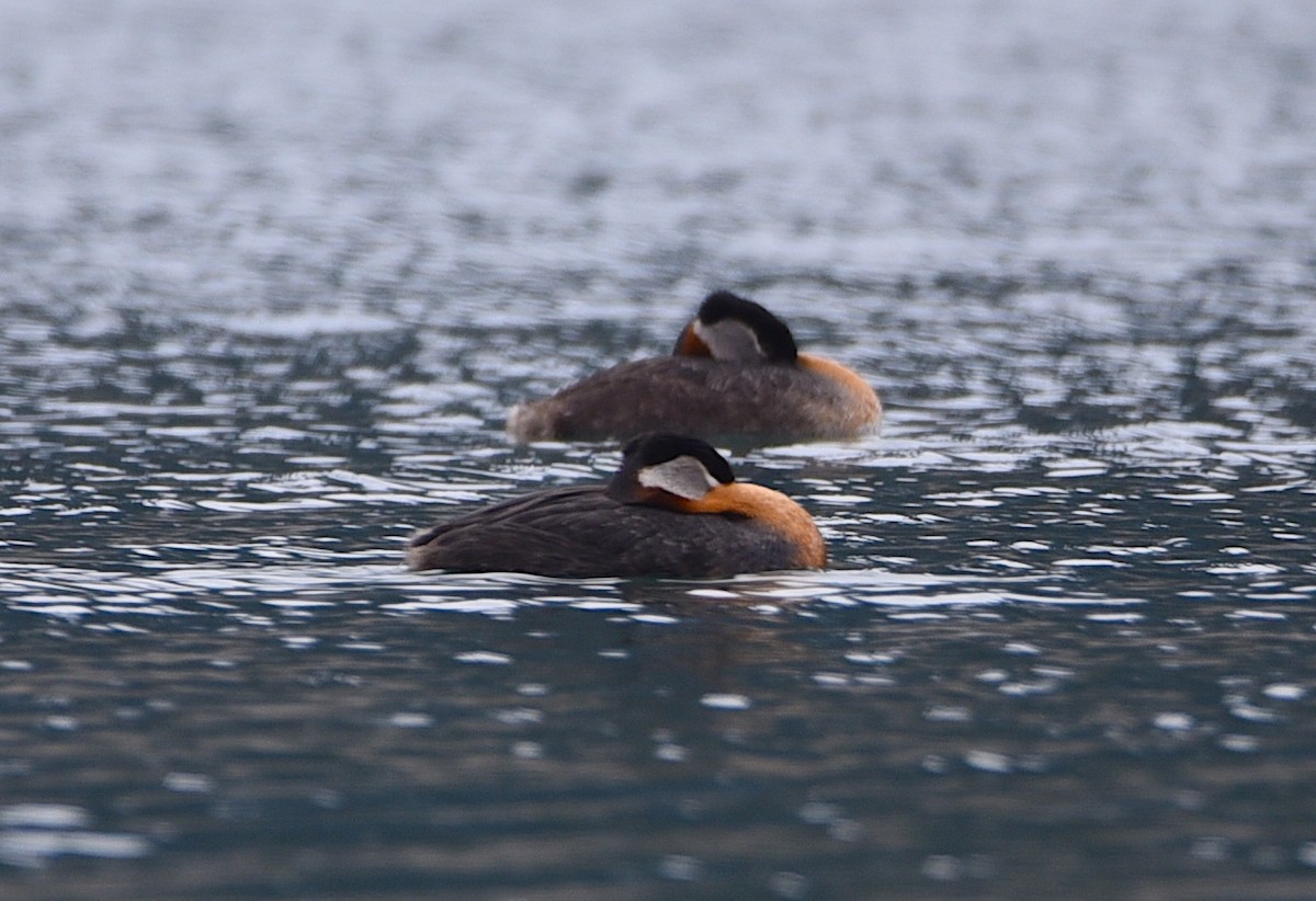 Red-necked Grebe - ML618635040