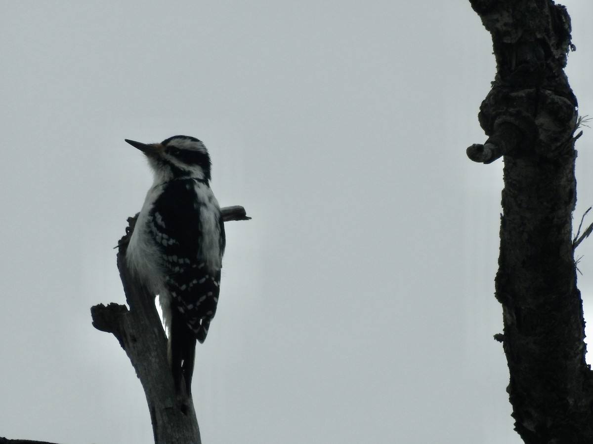 Hairy Woodpecker - Richard Lepage