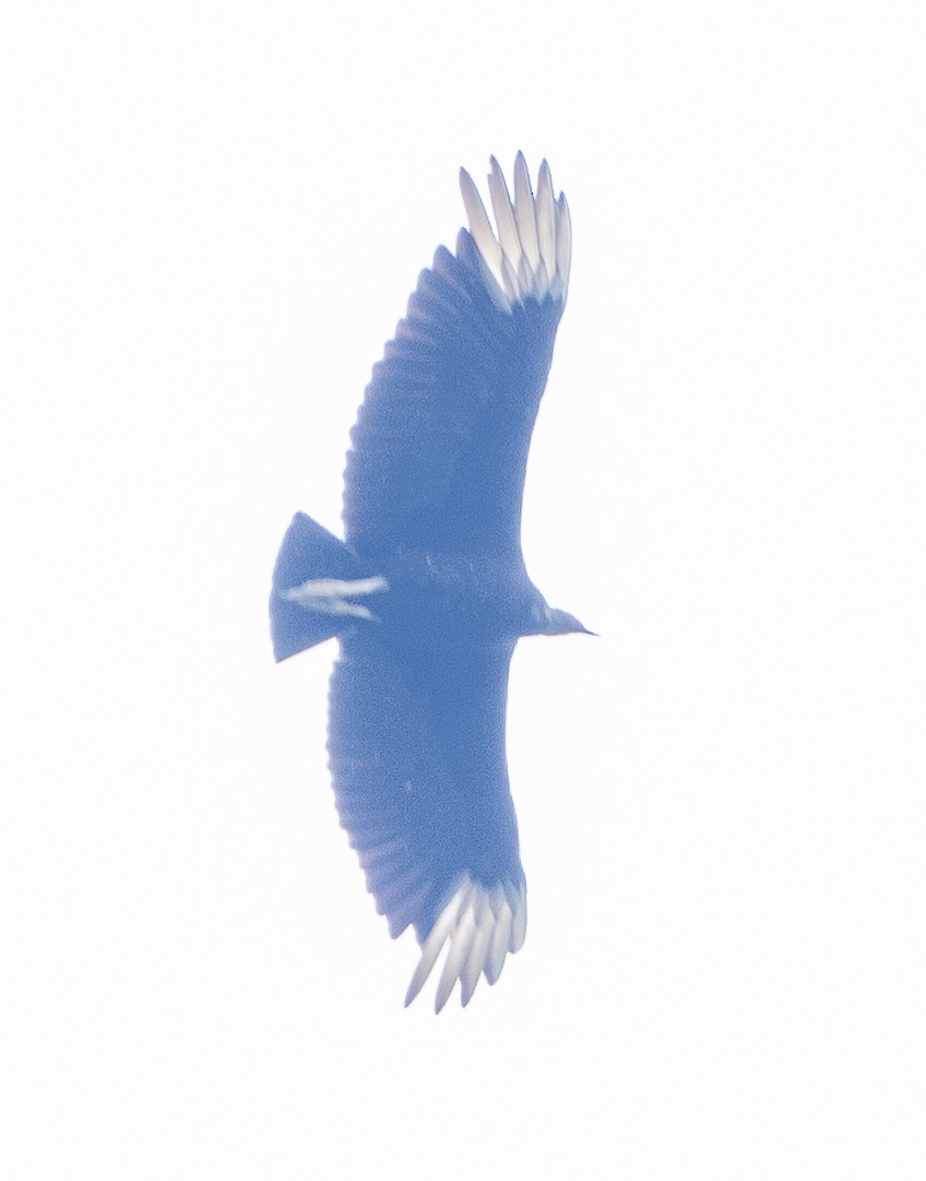 Black Vulture - ML618635056