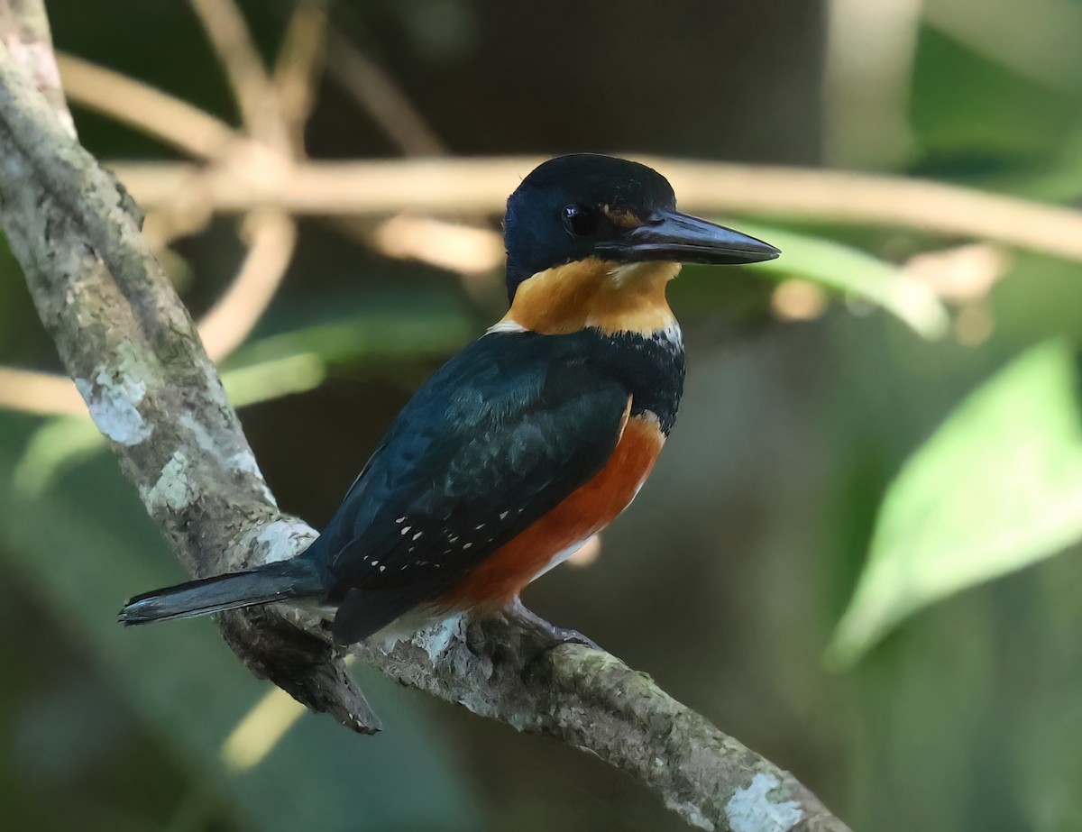 American Pygmy Kingfisher - Sally Veach