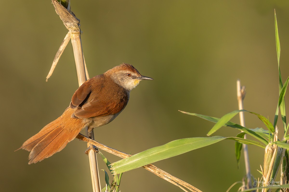 Yellow-chinned Spinetail - Jorge Claudio Schlemmer