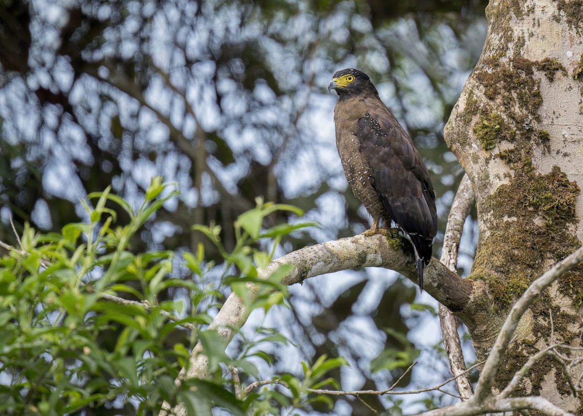 Crested Serpent-Eagle - ML618635101