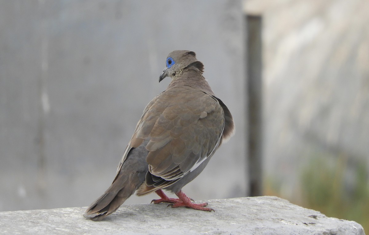 West Peruvian Dove - ML618635127