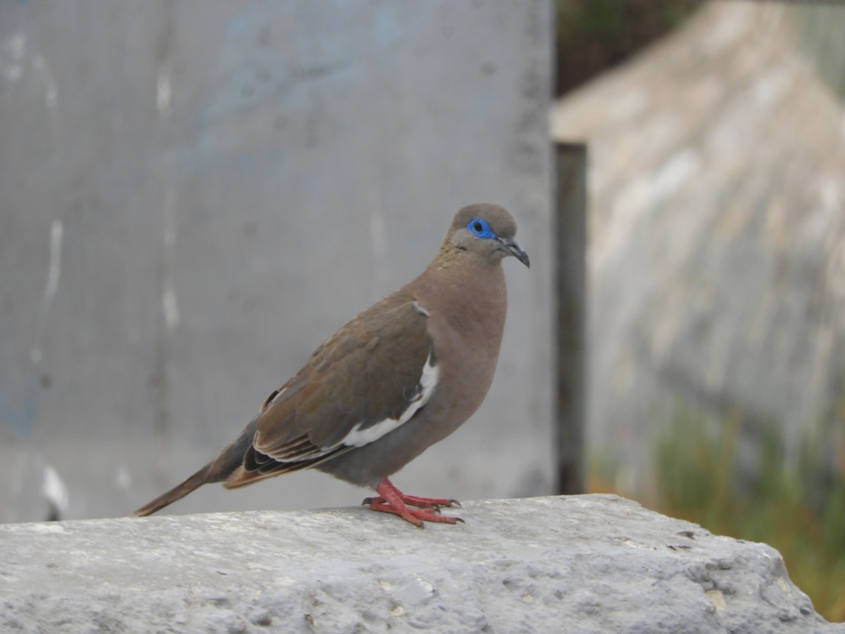 West Peruvian Dove - ML618635128