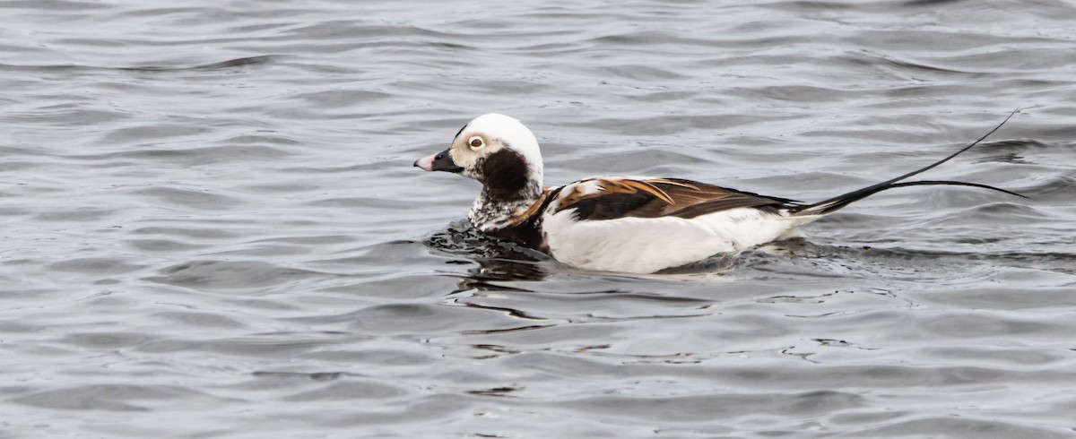 Long-tailed Duck - ML618635137