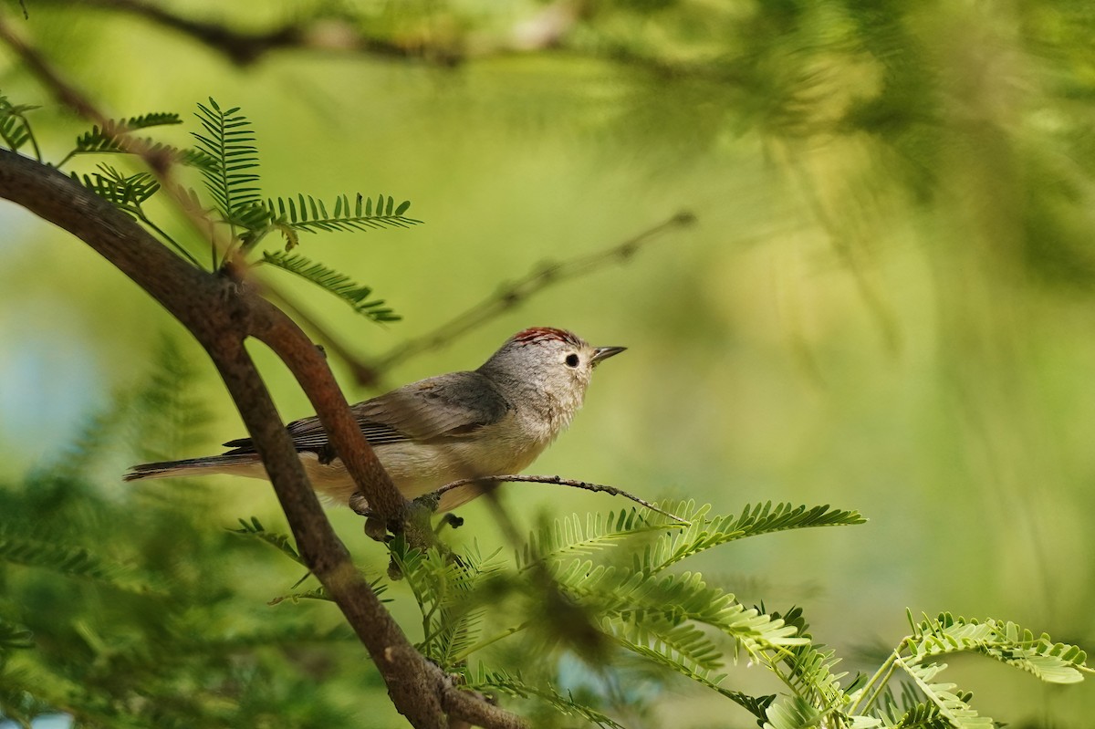 Lucy's Warbler - ML618635164