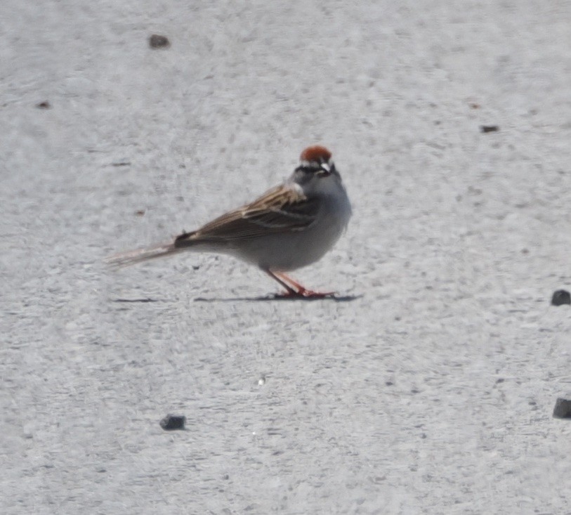 Chipping Sparrow - ML618635171