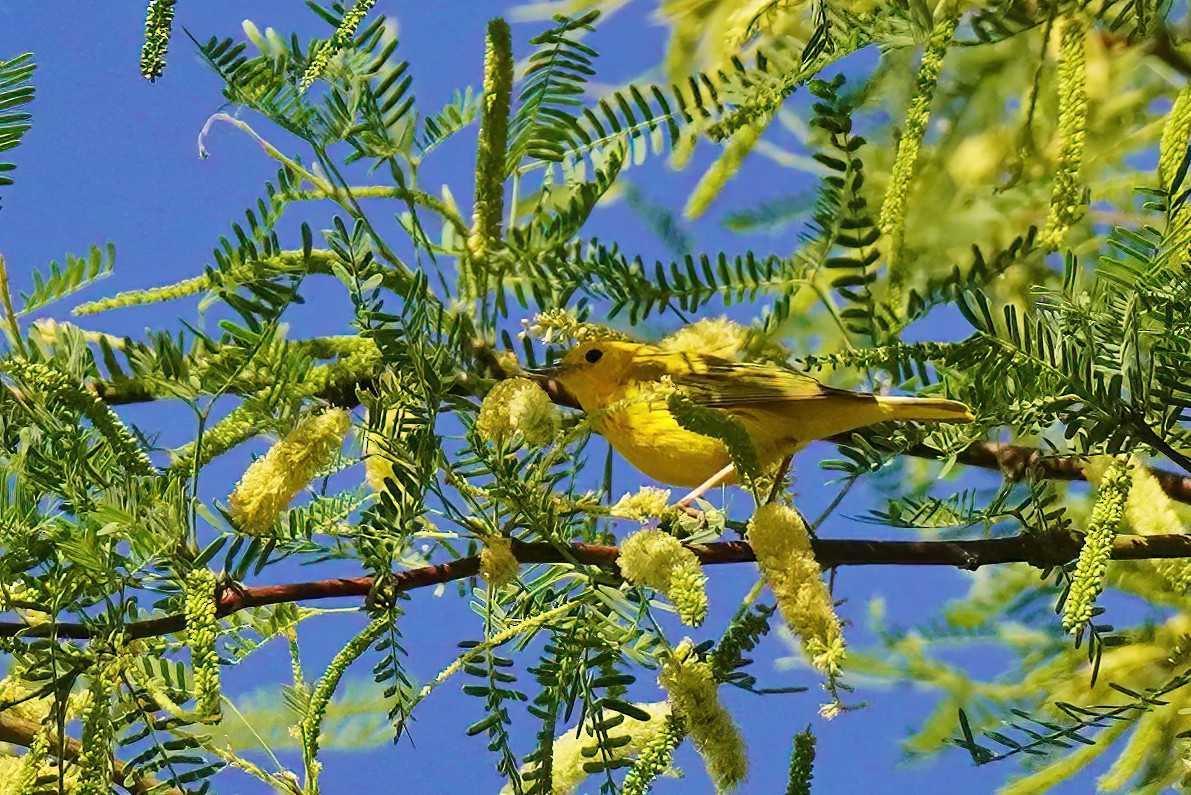 Yellow Warbler - ML618635199