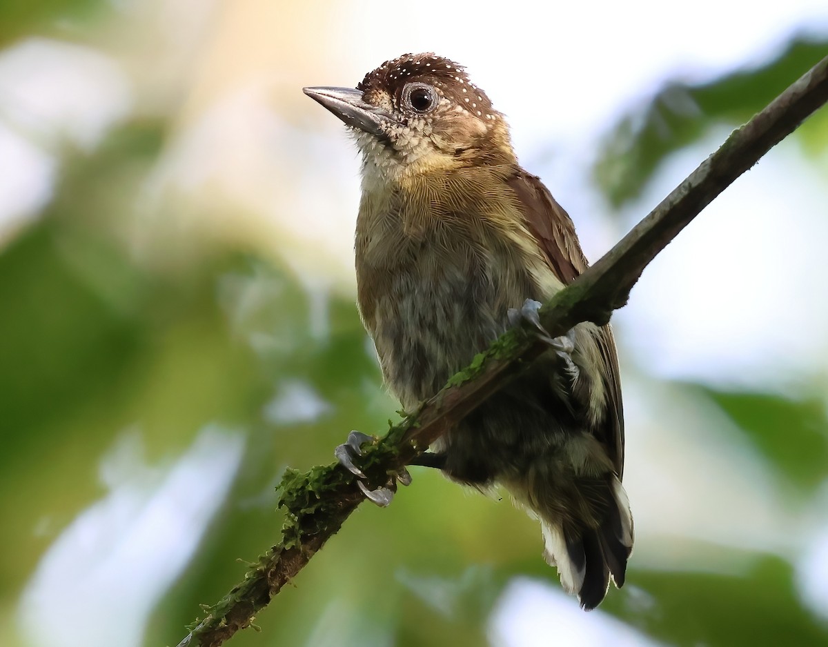 Olivaceous Piculet - ML618635218