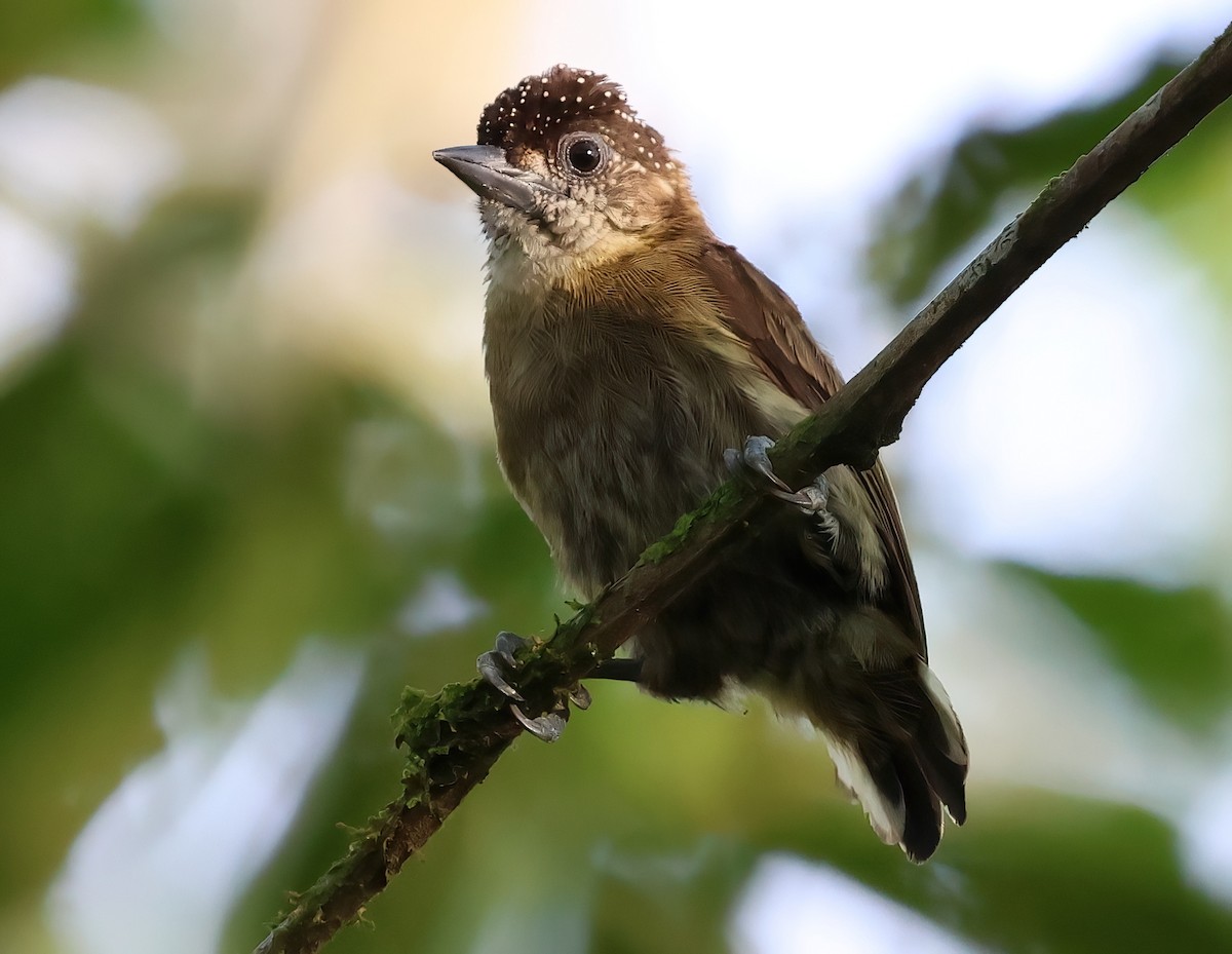 Olivaceous Piculet - ML618635219