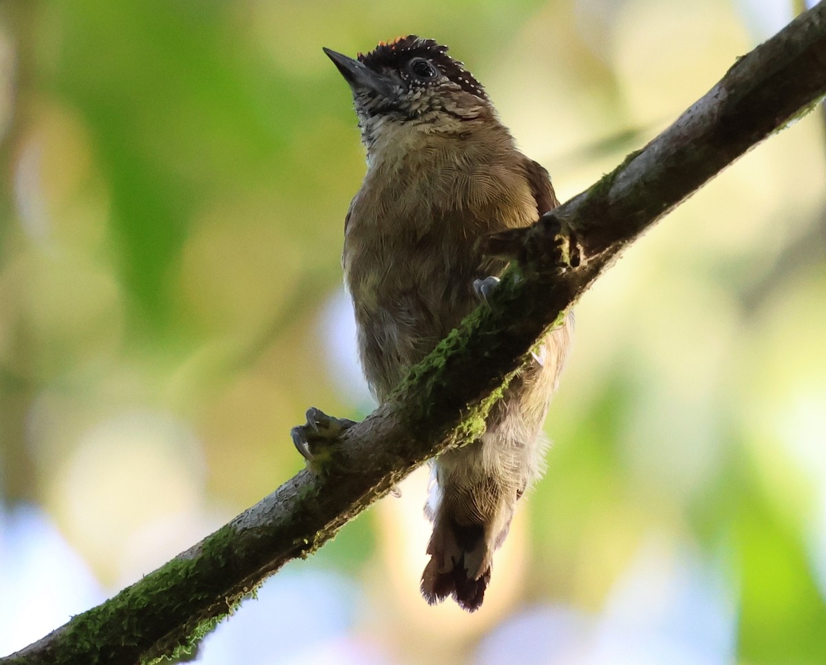 Olivaceous Piculet - ML618635220