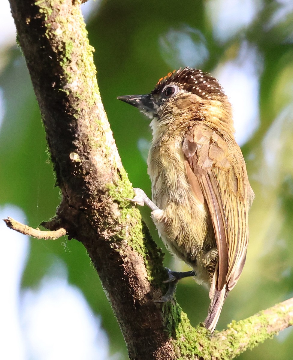 Olivaceous Piculet - ML618635221