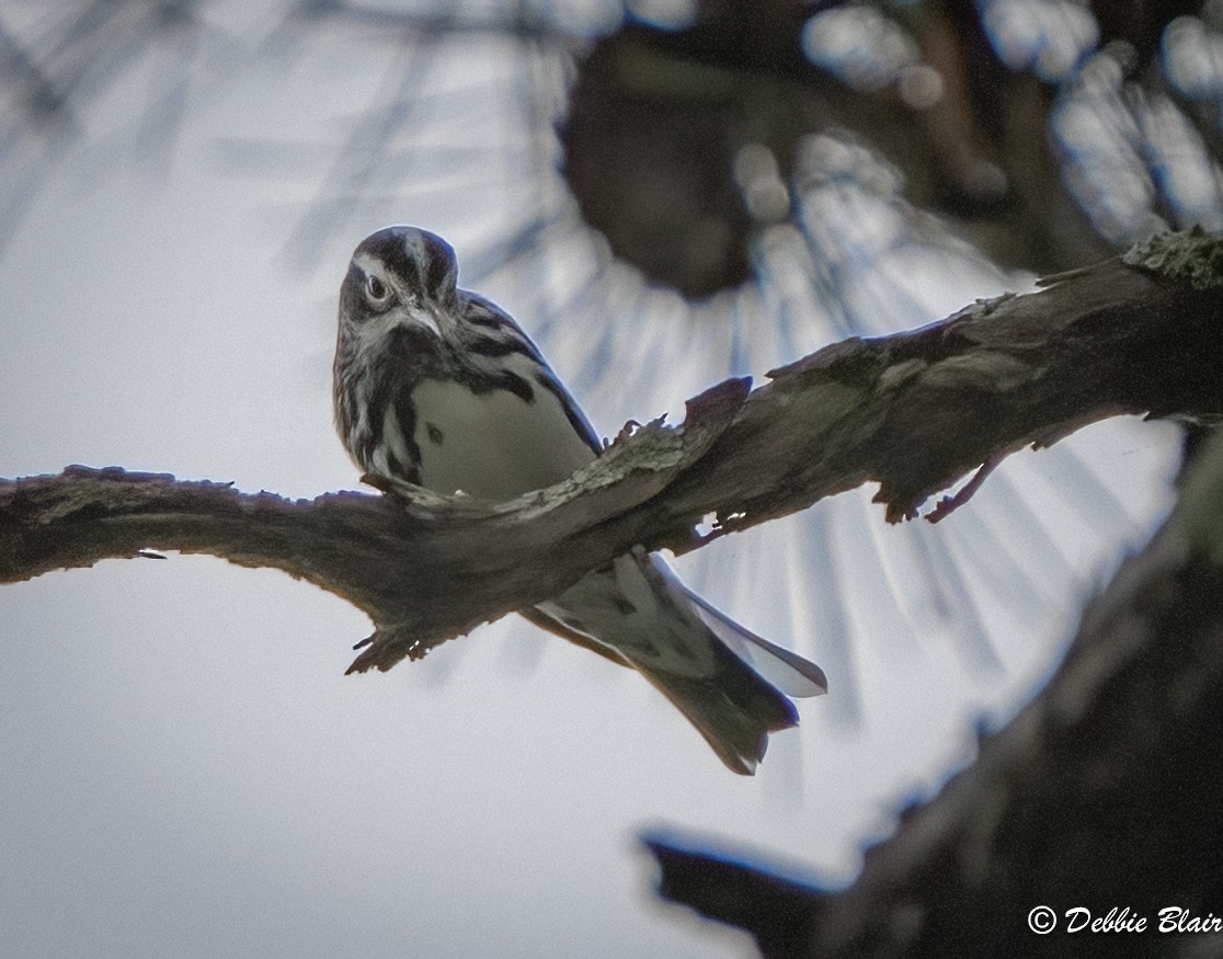 Black-and-white Warbler - ML618635223
