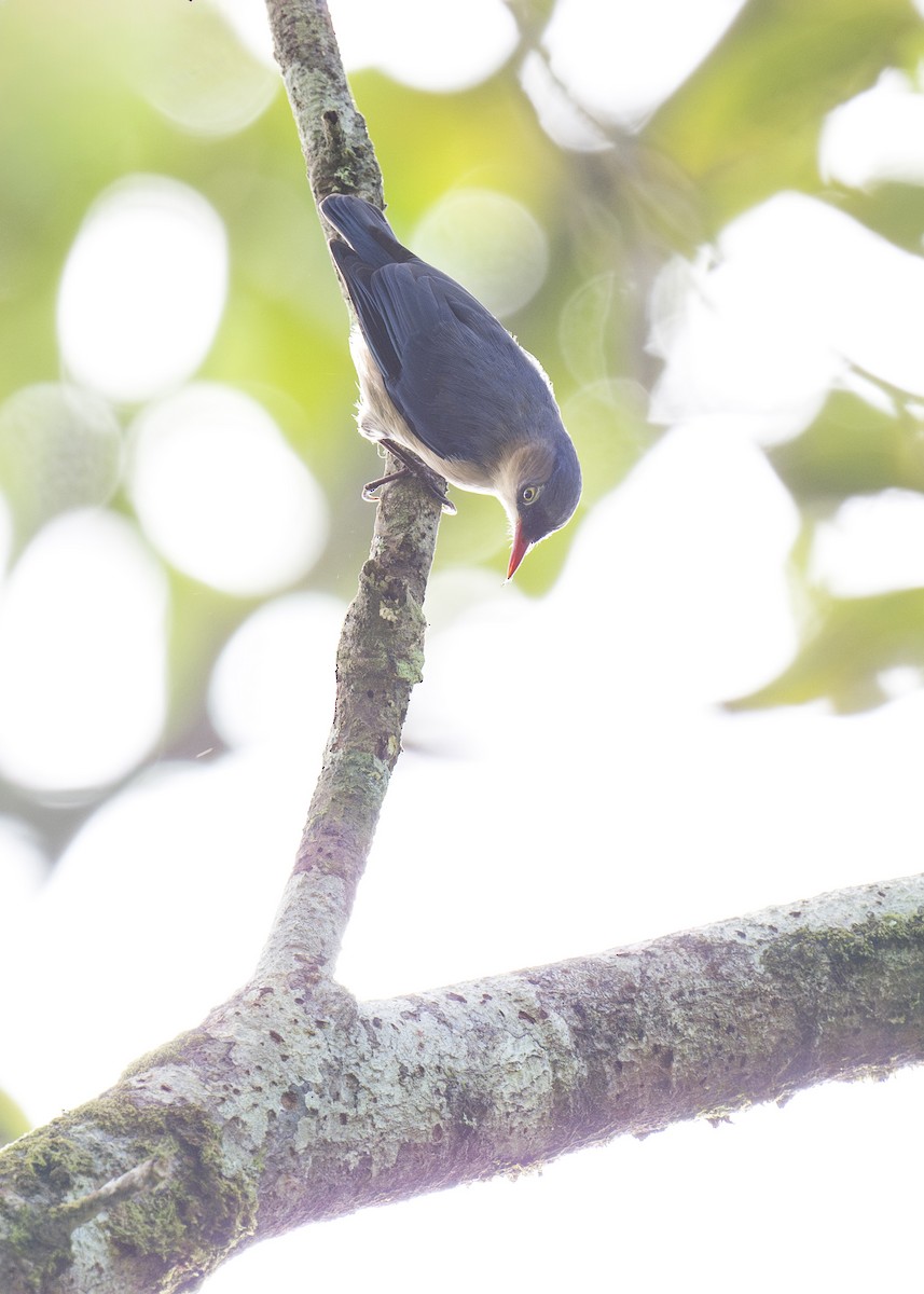 Velvet-fronted Nuthatch - ML618635237