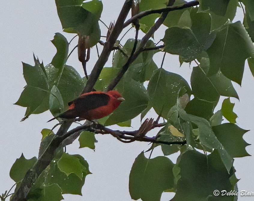 Scarlet Tanager - ML618635241