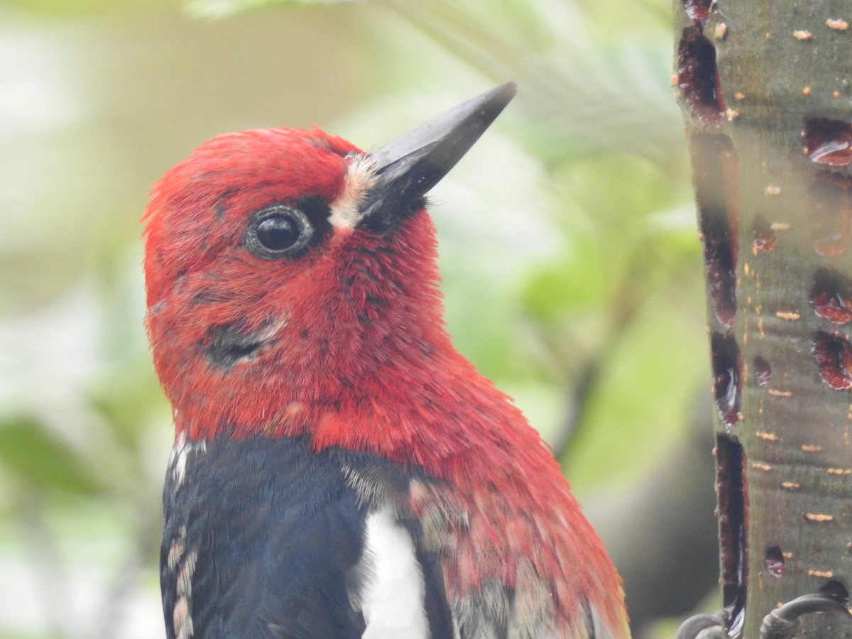 Red-breasted Sapsucker - ML618635271