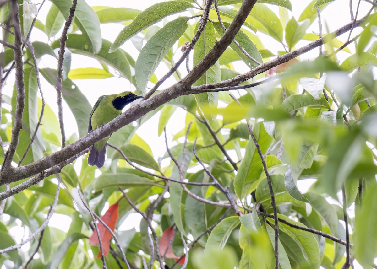 Sumatran Leafbird - ML618635275