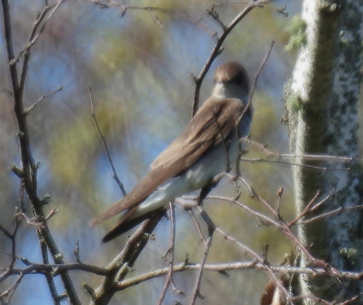 Northern Rough-winged Swallow - ML618635277