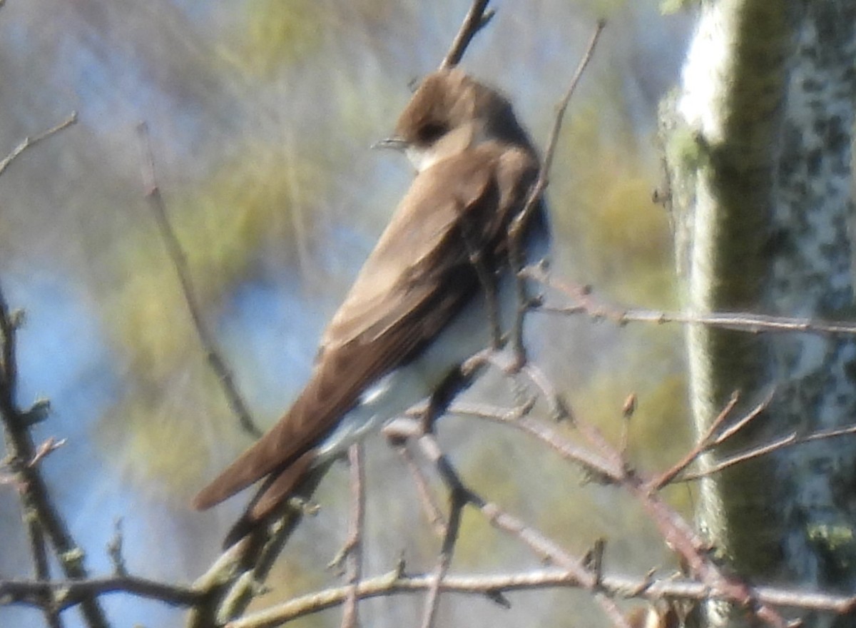 Northern Rough-winged Swallow - Carol Baird Molander