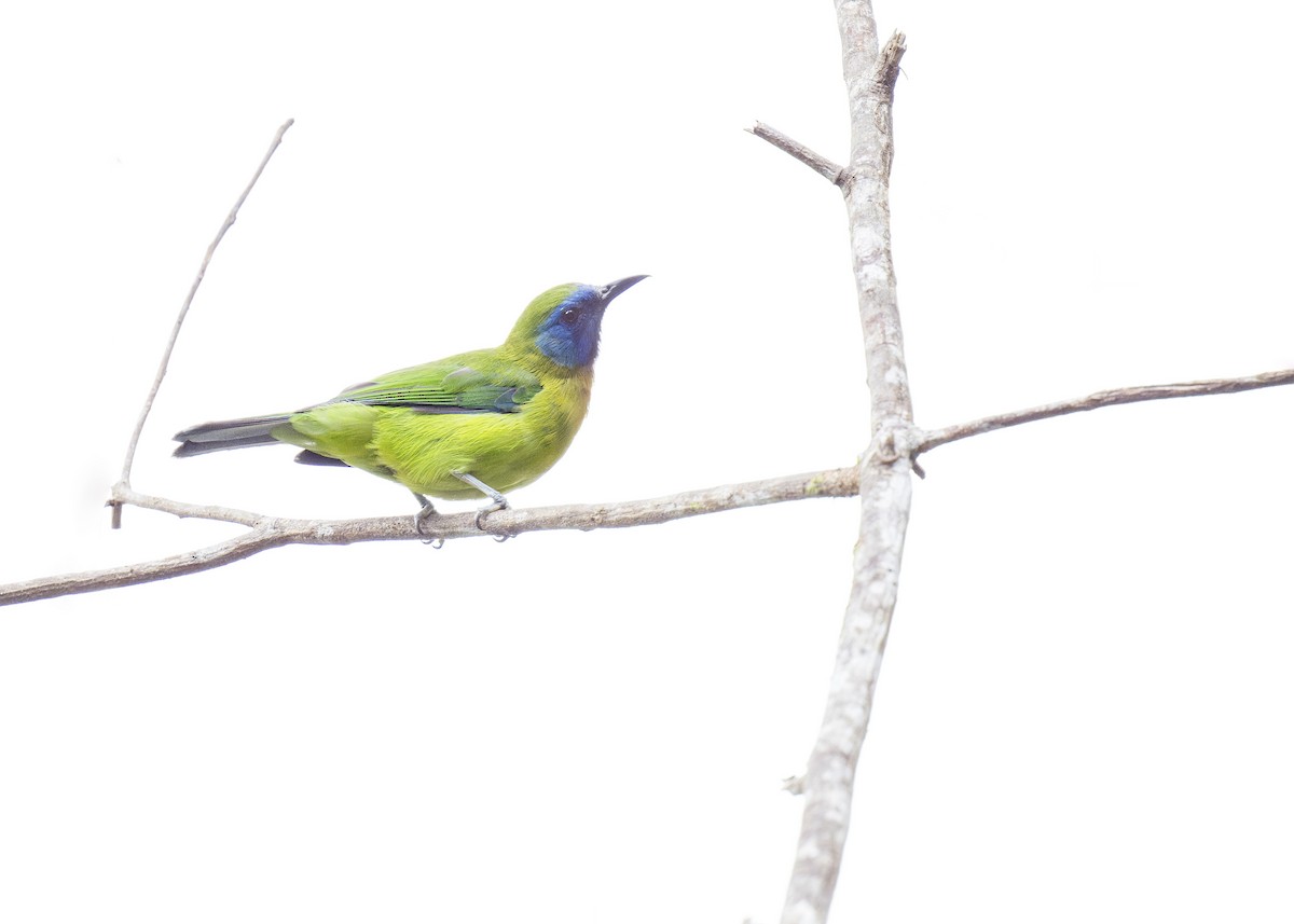 Blue-masked Leafbird - ML618635286