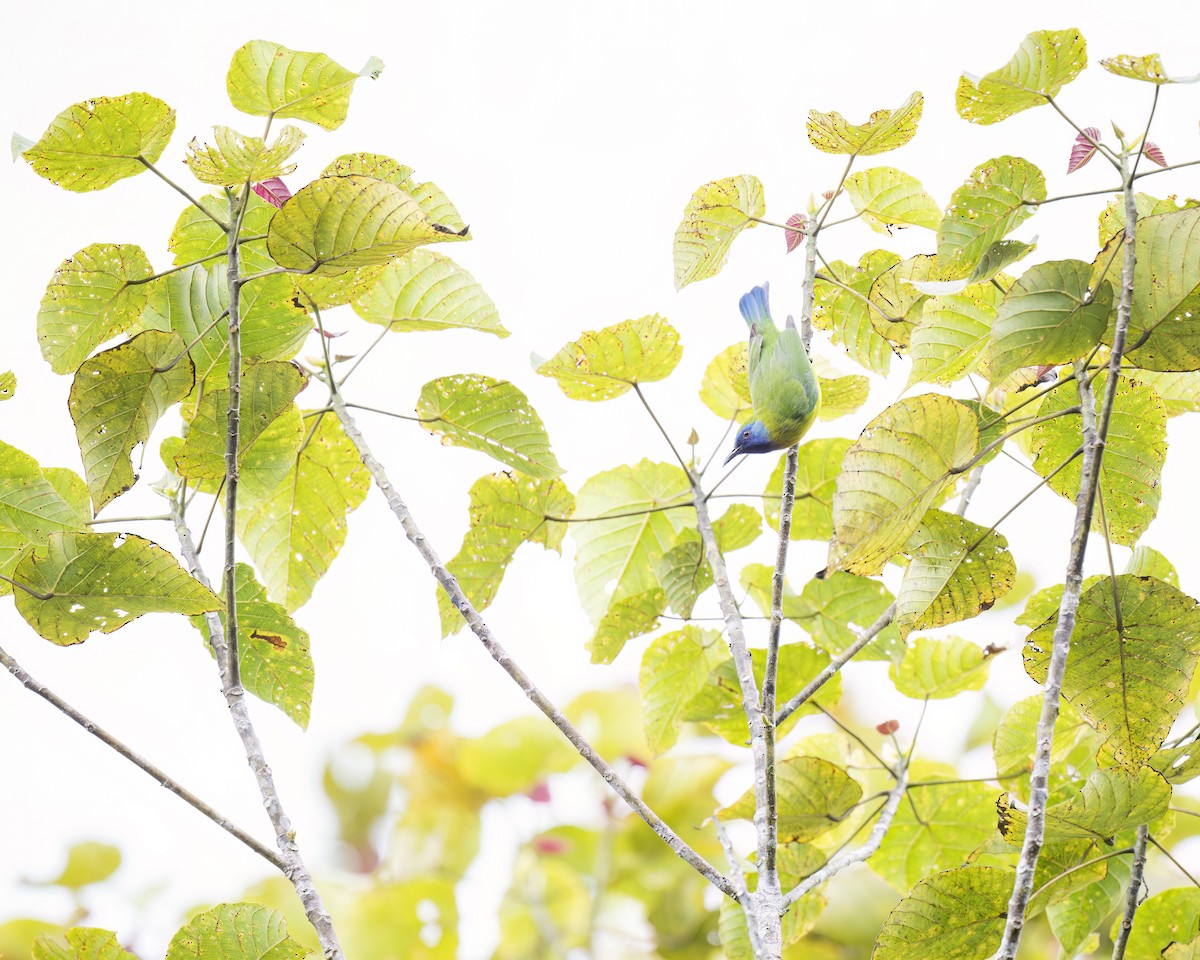 Blue-masked Leafbird - Heyn de Kock