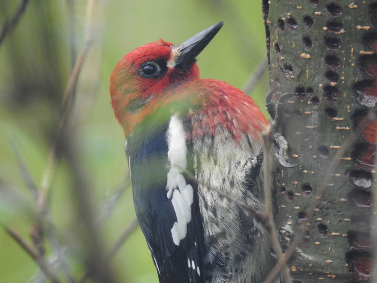 Red-breasted Sapsucker - ML618635291