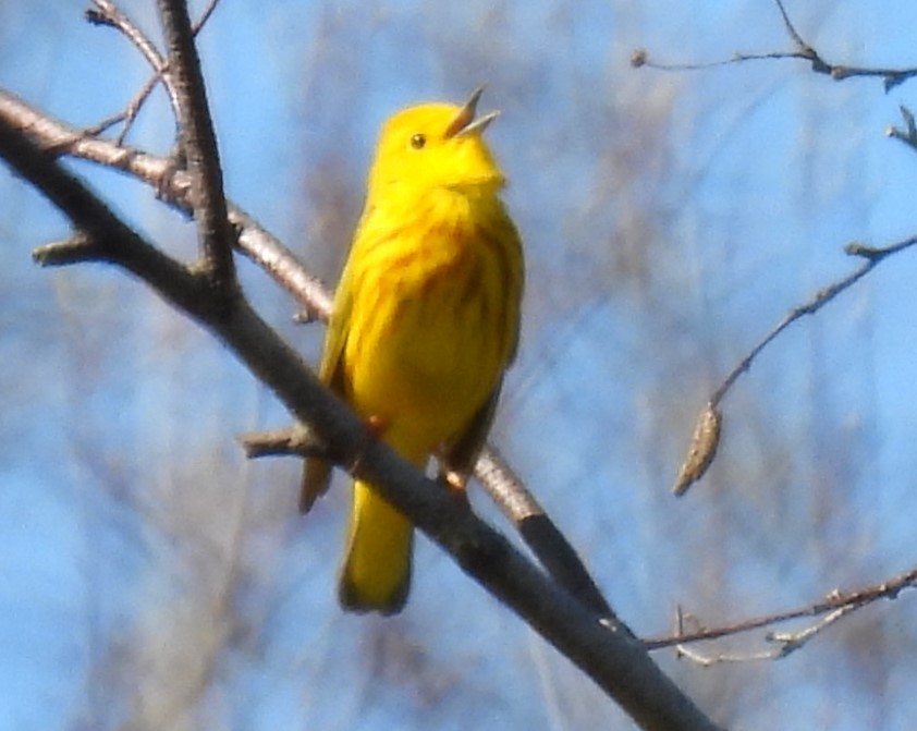 Yellow Warbler - ML618635310