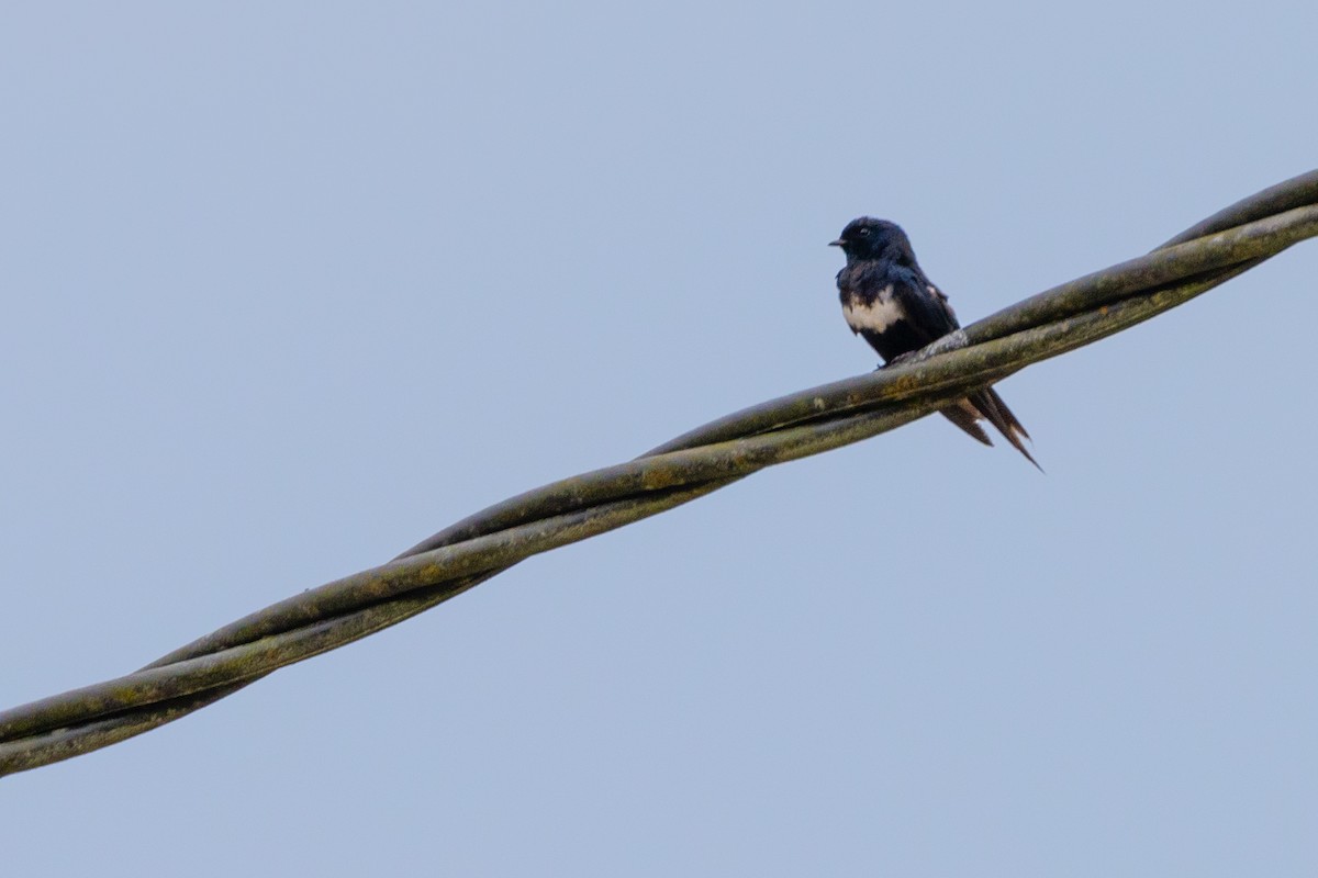 White-banded Swallow - ML618635373