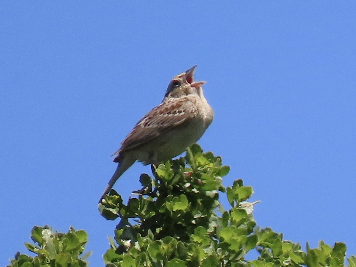 Grasshopper Sparrow - ML618635401