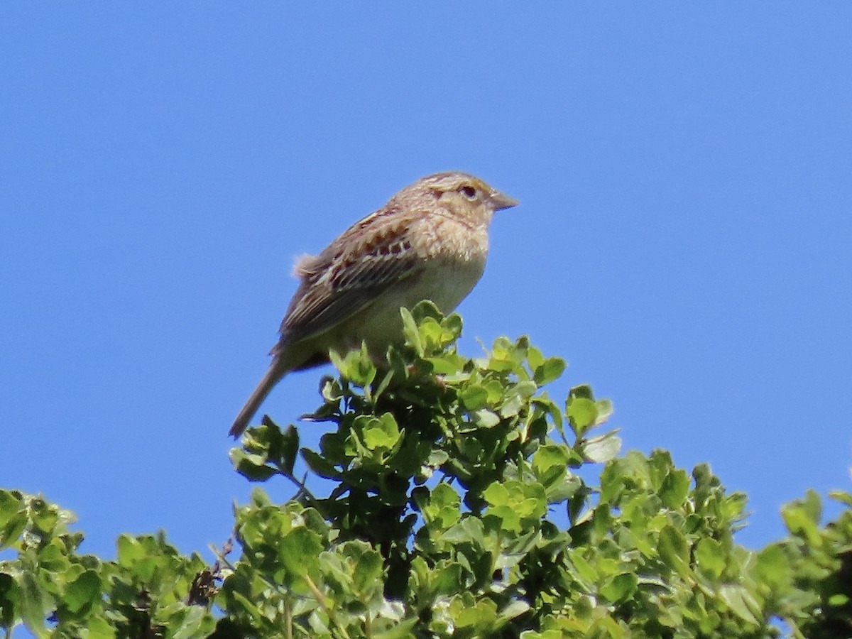 Grasshopper Sparrow - ML618635402