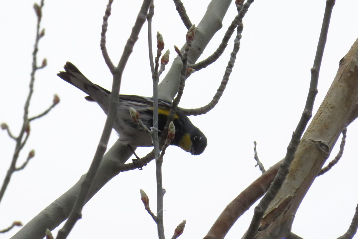 Yellow-rumped Warbler (Audubon's) - Del Nelson