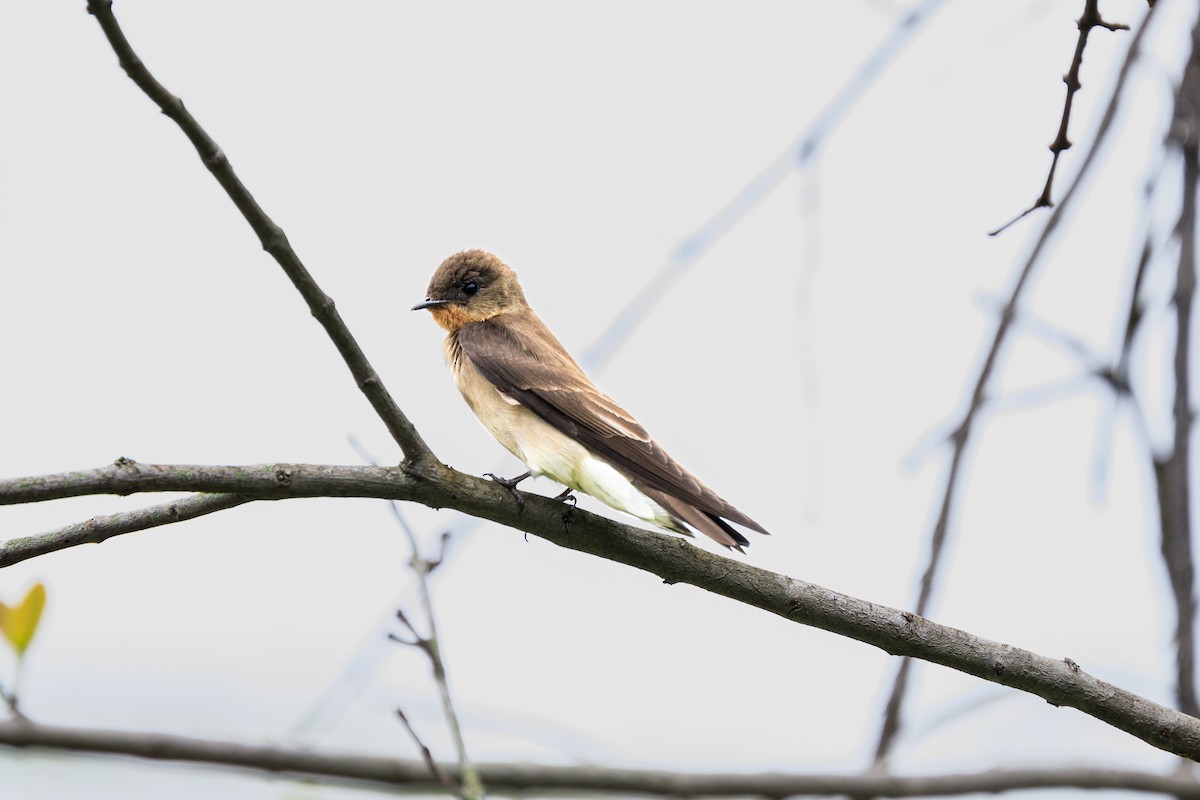Southern Rough-winged Swallow - ML618635440