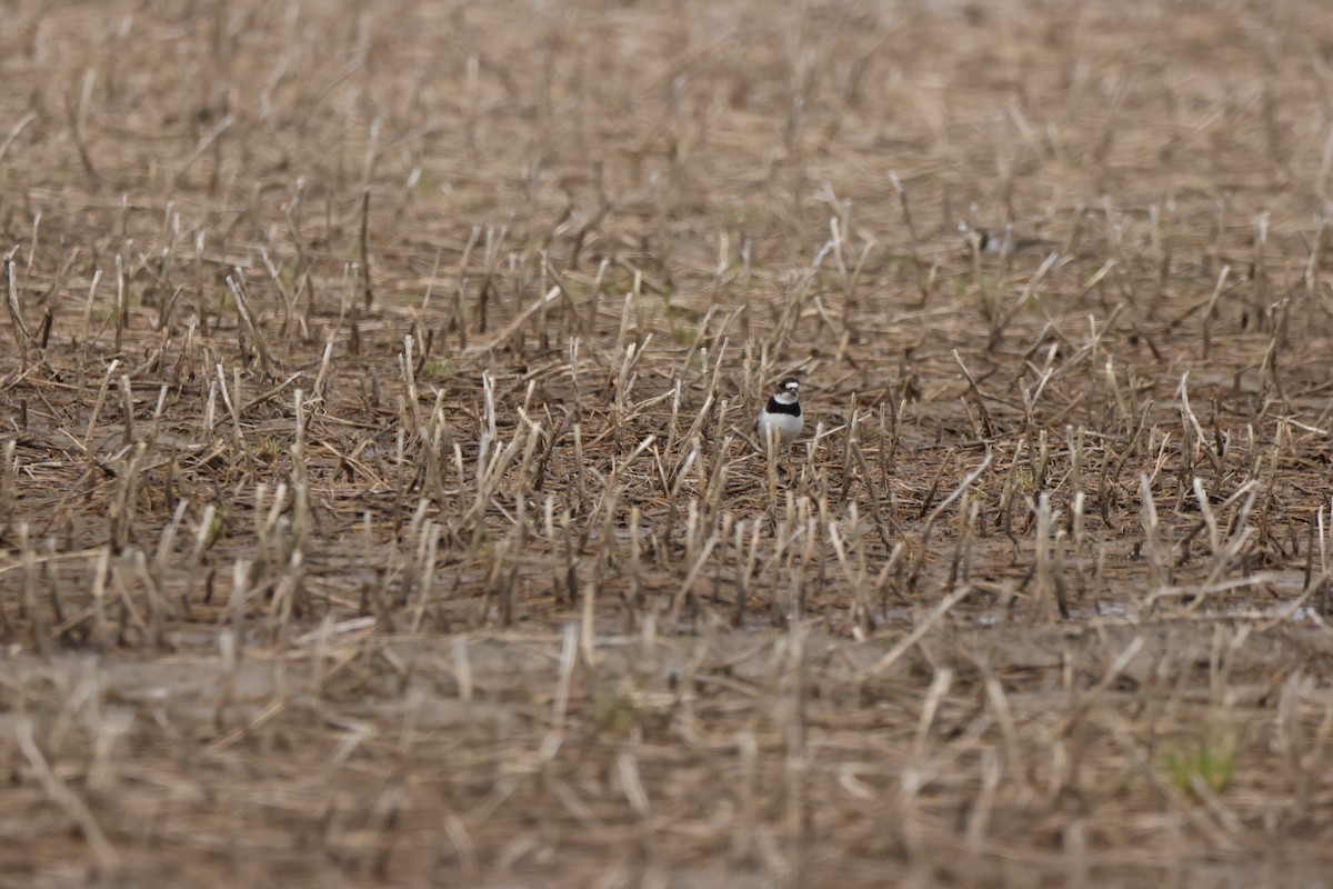 Semipalmated Plover - ML618635445