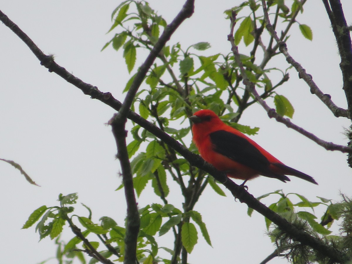 Scarlet Tanager - ML618635447