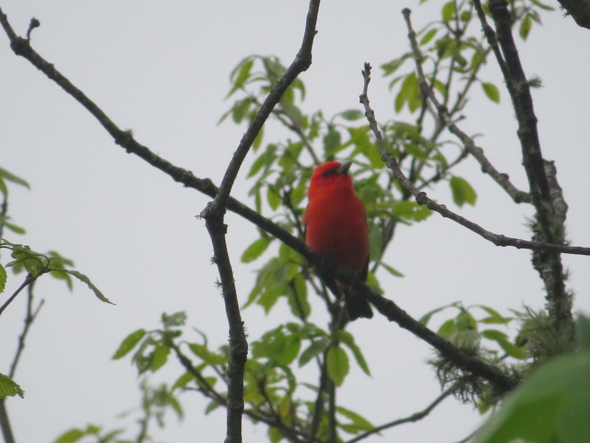 Scarlet Tanager - ML618635448