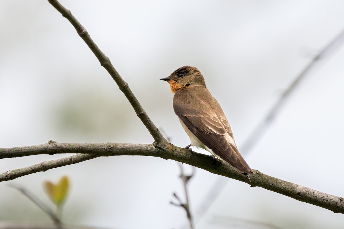 Southern Rough-winged Swallow - ML618635464