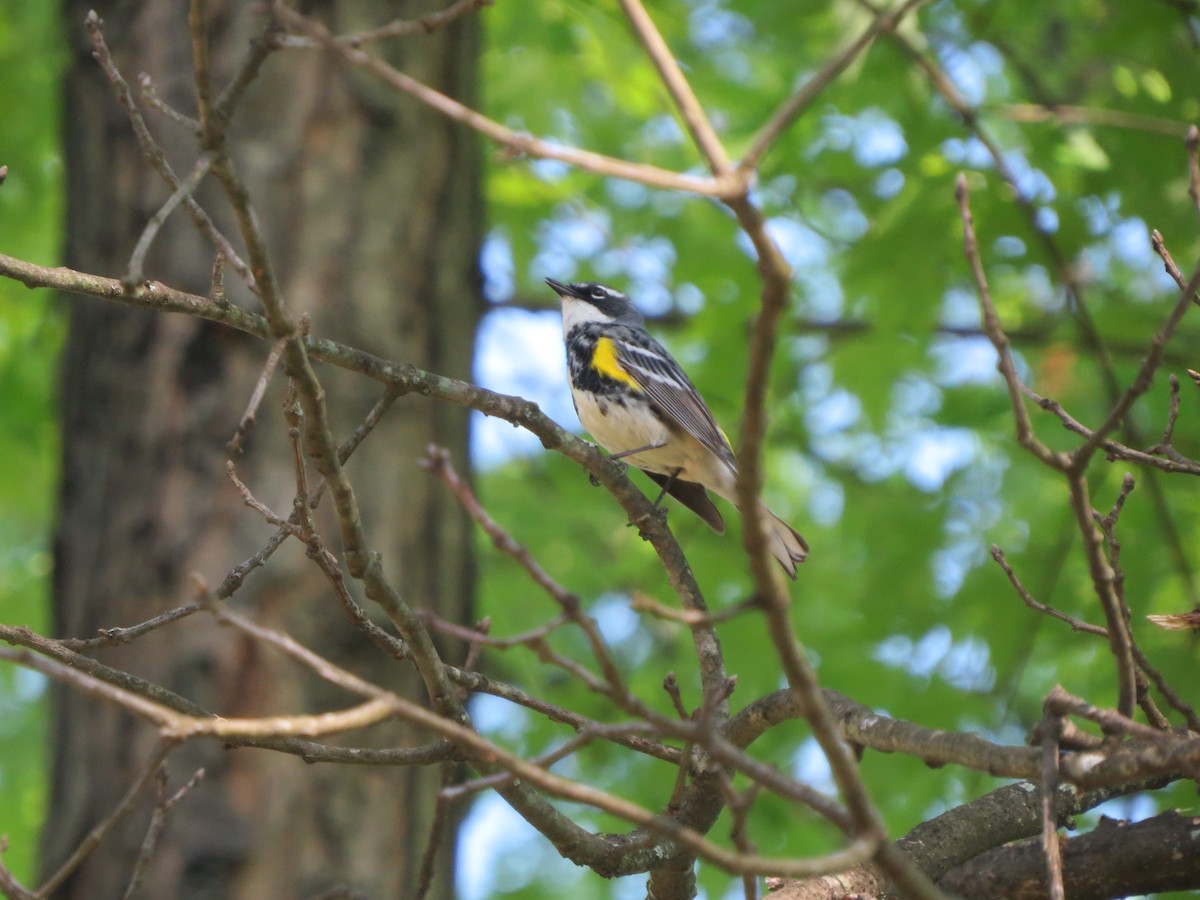 Yellow-rumped Warbler (Myrtle) - ML618635472