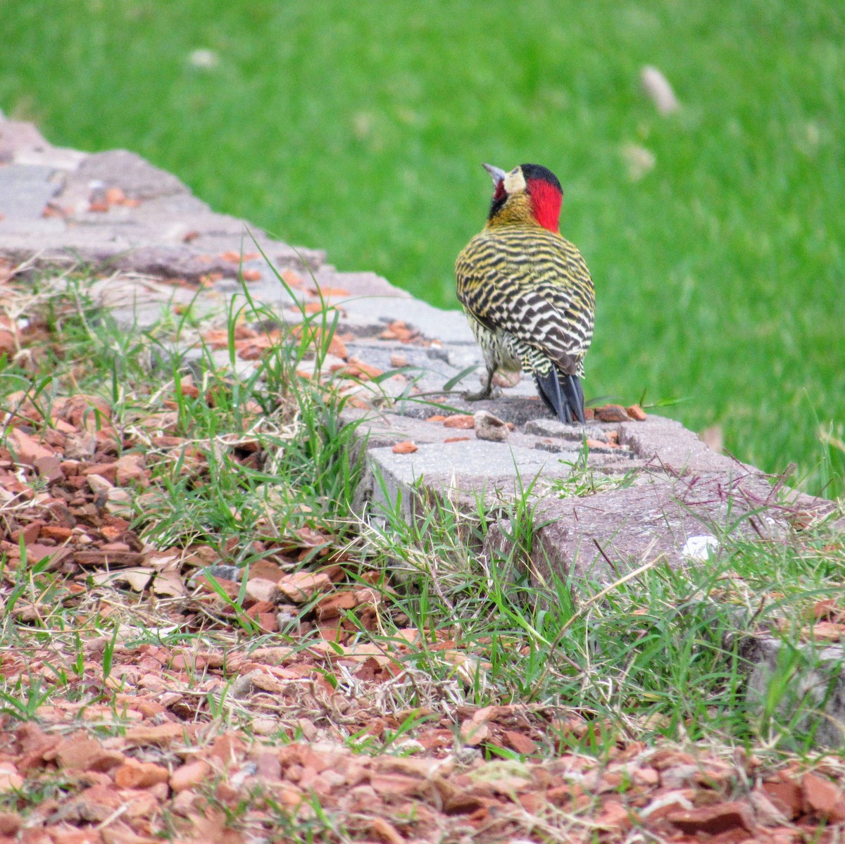 Green-barred Woodpecker - ML618635474