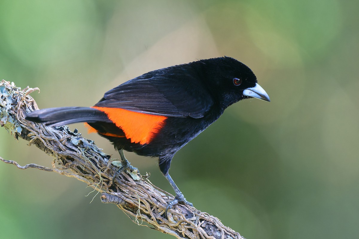 Scarlet-rumped Tanager - ML618635475