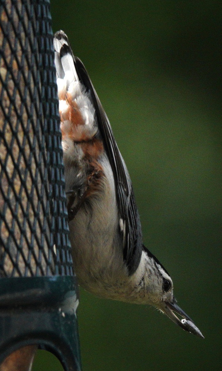 White-breasted Nuthatch - ML618635515