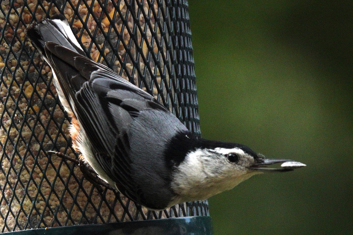 White-breasted Nuthatch - ML618635516