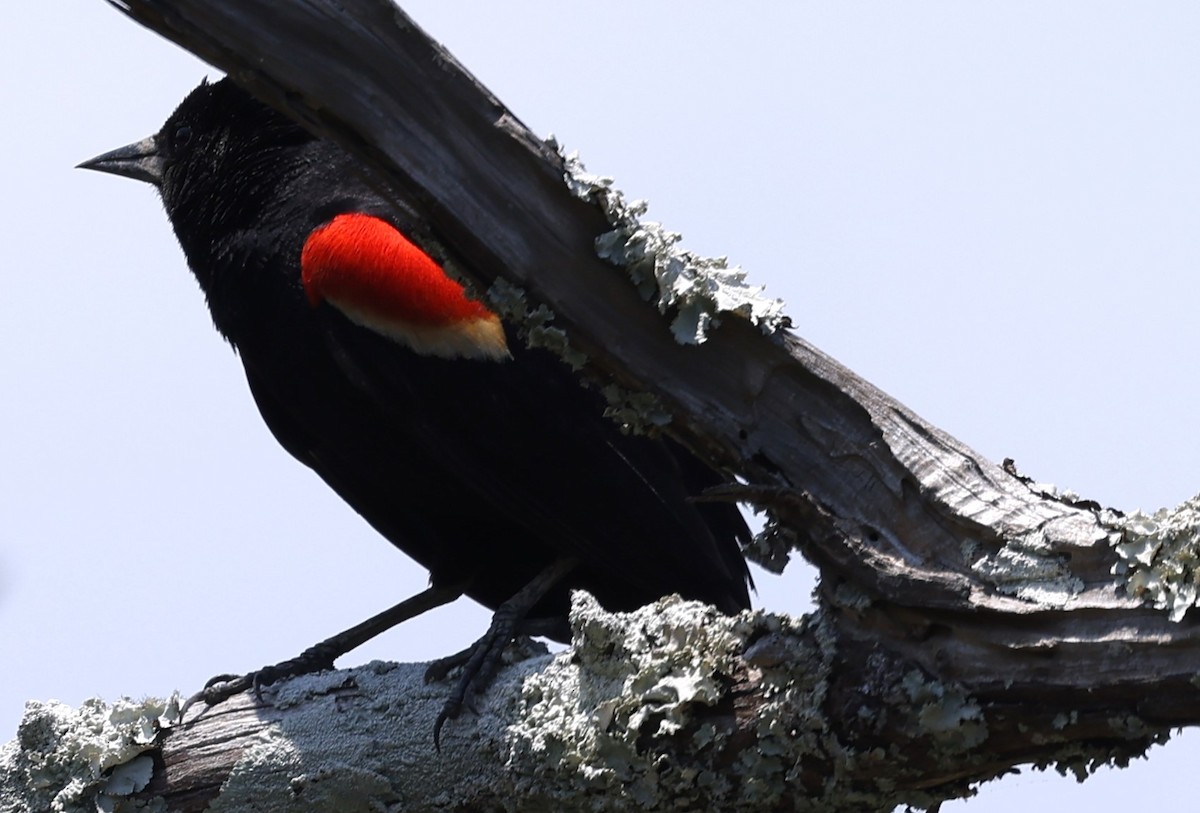 Red-winged Blackbird - ML618635517